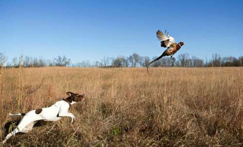 Arizona Hunting Seasons 2025: Dates, License&Regulations
