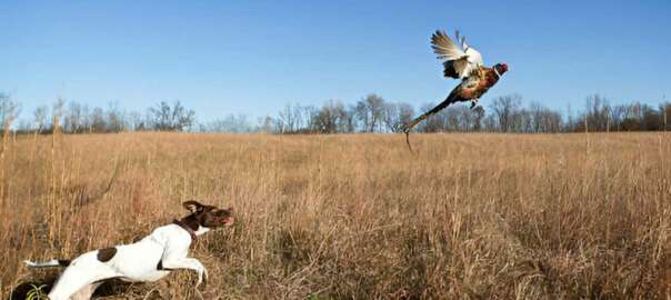 dove hunting