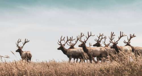 Roosevelt Elk vs Rocky Mountain Elk: Hunter’s Guide