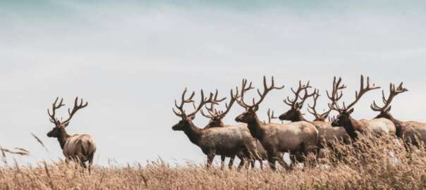 elk species