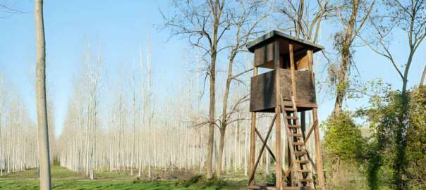 ground blind vs tree stand
