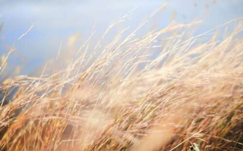 Milkweed For Hunting – Does It Work And How?