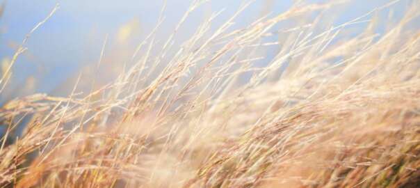 milkweed for hunting in the wind