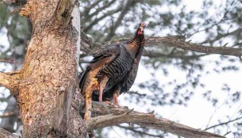 How to Score a Turkey – Complete Guide