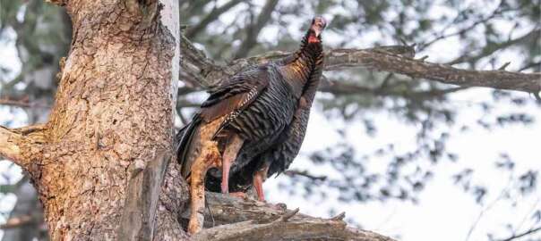 score a turkey in hunting