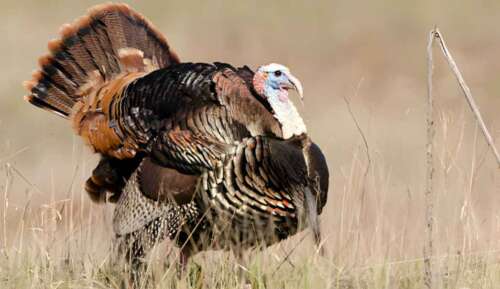 Ultimate Guide to Successful Evening Turkey Hunting