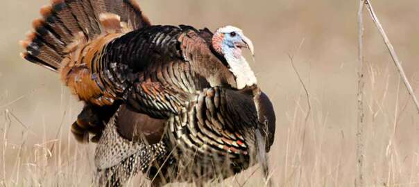 turkey hunting in the evening