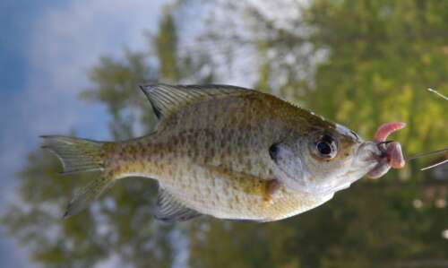 All About Coppernose Bluegill: Features, Facts&Fishing Tips