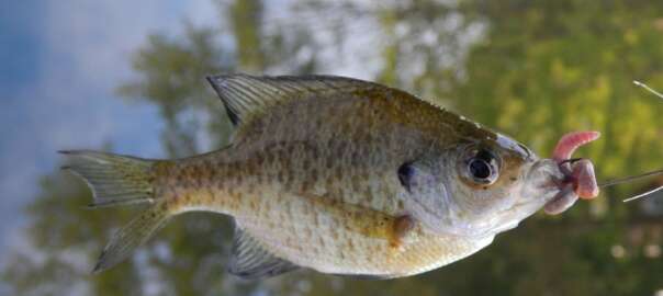 Coppernose Bluegill Fishing
