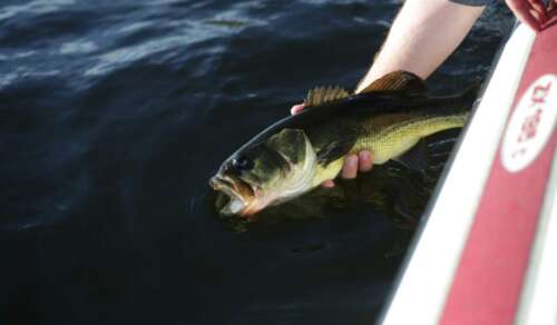 From Length to Weight: How Big Is a 2 Pound Bass?