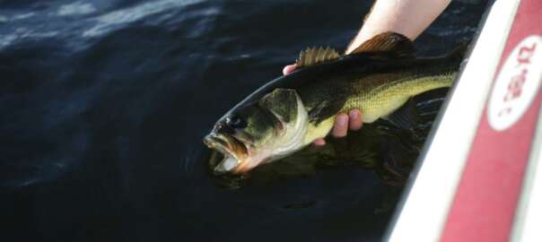 a 2 pound bass