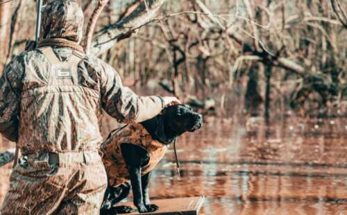 Comparing English vs American Lab For Hunting