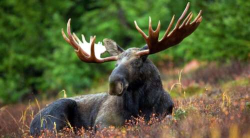Can You Hunt Moose In Alaska?
