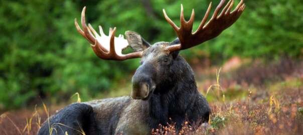 hunting a moose