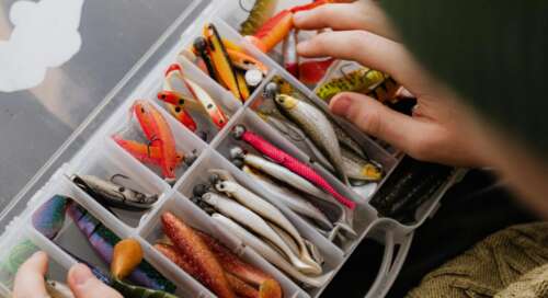 Complete Guide To Successful Chicken Rig Fishing