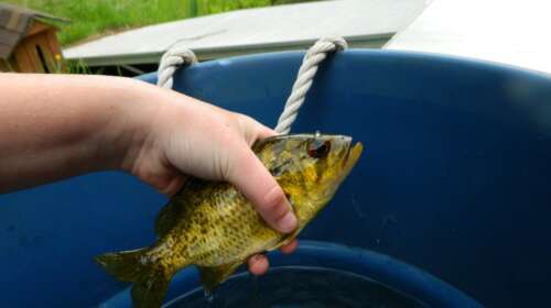 White Crappie vs Black Crappie: Key Differences