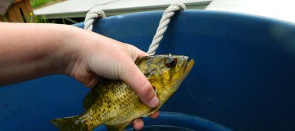 crappie fishes