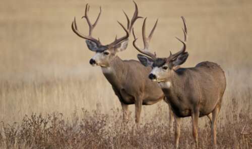 New York Hunting Seasons Quick Guide (2025 – 26 Schedules)