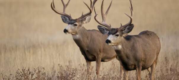 deer in new york