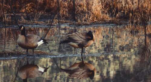 Pennsylvania Hunting Seasons 2025: Dates, License&Regulations