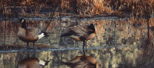 duck hunting in Pennsylvania
