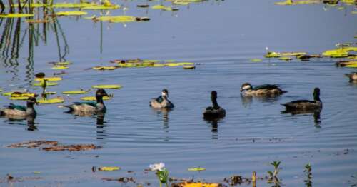 10 Best Duck Hunting States (And Worst Ones Too)