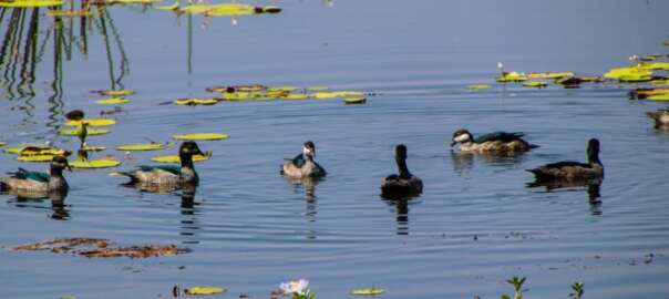 ducks in the lake
