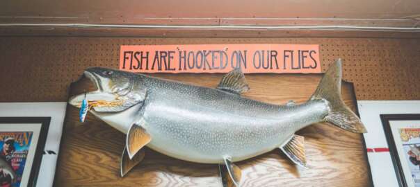 a fish Taxidermy