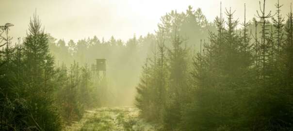 hunt in Idaho forest