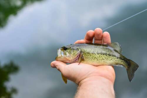 Largemouth vs Smallmouth Bass – What Are The Differences?