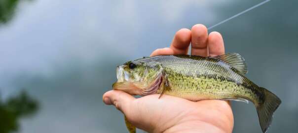 image of largemouth bass