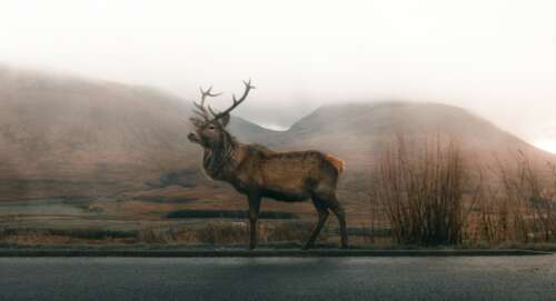 A Comprehensive Guide To Colorado Mule Deer Hunting