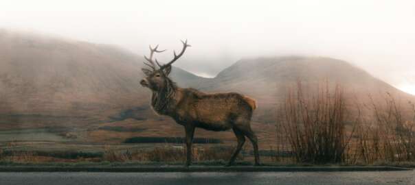 Colorado mule deer hunting