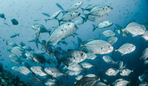 Pompano vs Permit: How To Identify And Catch Them?