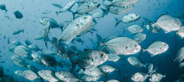 Pompano fish on the sea