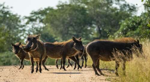 Can Hog See Green Light Or Red Light? Detailed Answers