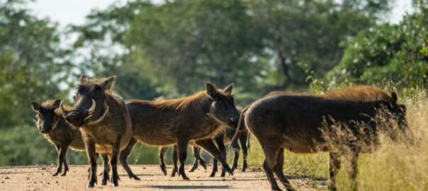 hogs in the wood