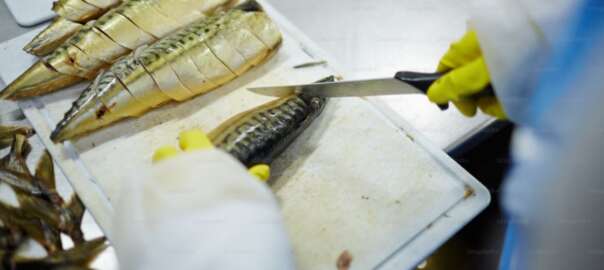 cut fish with a fillet knife