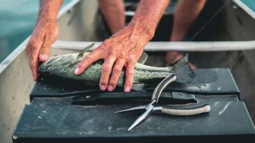 From Catch to Cook: Easy Guide To Fish Cleaning