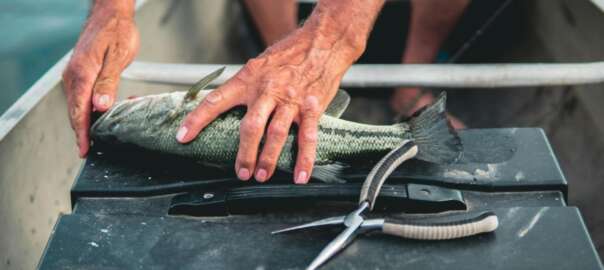 cleaning a fish