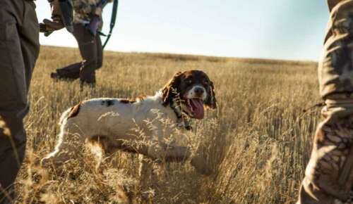 New Hampshire Hunting Seasons 2025 Dates, Limits And Licenses