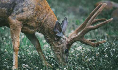 South Carolina Hunting Seasons 2025: Dates, License&Regulations