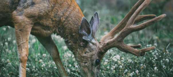 a deer in the hunting zone