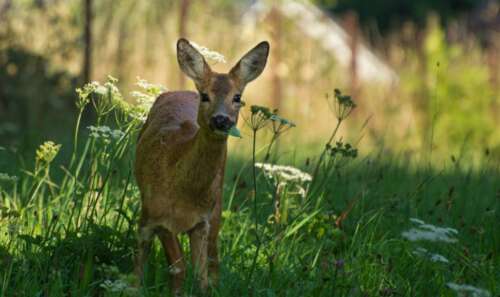 Do Deer Eat Grass? What Plants Do Deer Eat (and Don’t)?