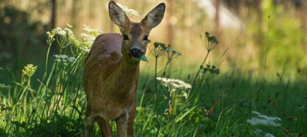 a deer is eating grass