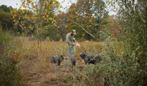 When Is The Best Time to Hunt Hogs?