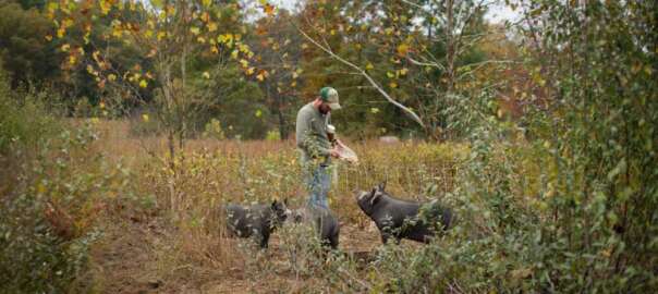 feeding hog _in the woods
