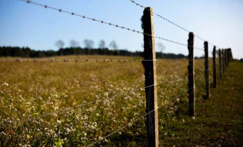What Is High Fence Hunting? Should You Try It?