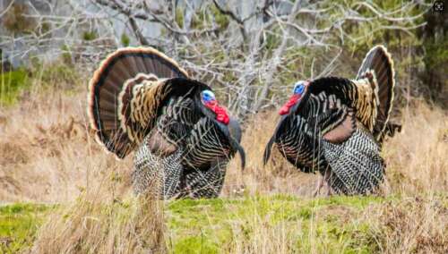Can You Hunt Turkey From a Tree Stand? Pro Tips