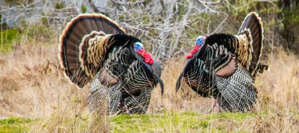 hunting turkey from tree stand